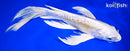 10" DOITSU LEMON HARIWAKE BUTTERFLY