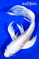 10" DOITSU LEMON HARIWAKE BUTTERFLY