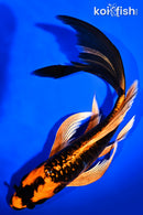 9.25" DOITSU ORENJI MATSUBA BUTTERFLY