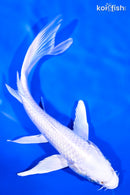 6.75" PLATINUM OGON BUTTERFLY