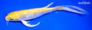 9.75" GINRIN HARIWAKE BUTTERFLY