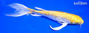 9.75" GINRIN HARIWAKE BUTTERFLY