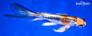 9.75" BENI KIKOKURYU BUTTERFLY