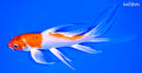 7.25" YAMATO NISHIKI BUTTERFLY