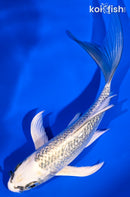 5.5" GINRIN GIN MATSUBA BUTTERFLY