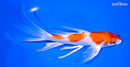 7.25" YAMATO NISHIKI BUTTERFLY