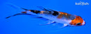 4.25" KUCHIBENI SANKE BUTTERFLY