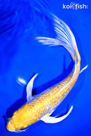 9.75" GINRIN HARIWAKE BUTTERFLY