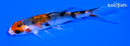 4.25" KUCHIBENI SANKE BUTTERFLY