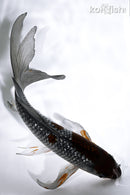7.25" GINRIN OCHIBA SHIGURE BUTTERFLY