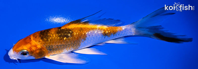 5.5" GINRIN YAMATO NISHIKI BUTTERFLY
