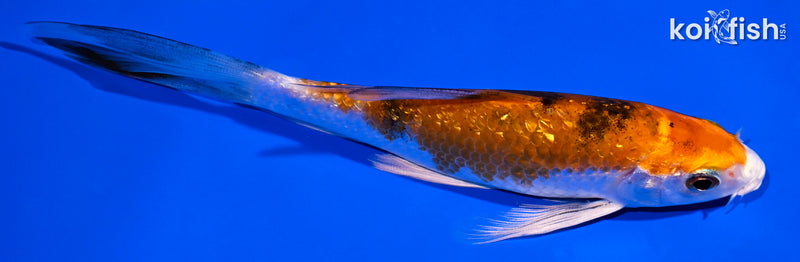 5.5" GINRIN YAMATO NISHIKI BUTTERFLY
