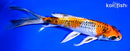 8.25" KUJAKU BUTTERFLY