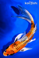 8.25" KUJAKU BUTTERFLY