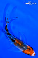 4.25" KUCHIBENI SANKE BUTTERFLY