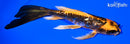 6.5" GINRIN DOITSU ORENJI MATSUBA BUTTERFLY