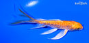 4.75" DOITSU ORENJI OGON BUTTERFLY