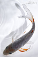 7" DOITSU OCHIBA SHIGURE BUTTERFLY