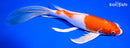 9.5" HARIWAKE BUTTERFLY