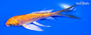4.75" DOITSU ORENJI OGON BUTTERFLY