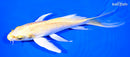 7.25" YAMABUKI OGON BUTTERFLY