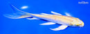 7.25" YAMABUKI OGON BUTTERFLY