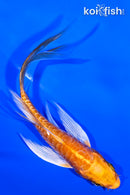 4.75" DOITSU ORENJI OGON BUTTERFLY