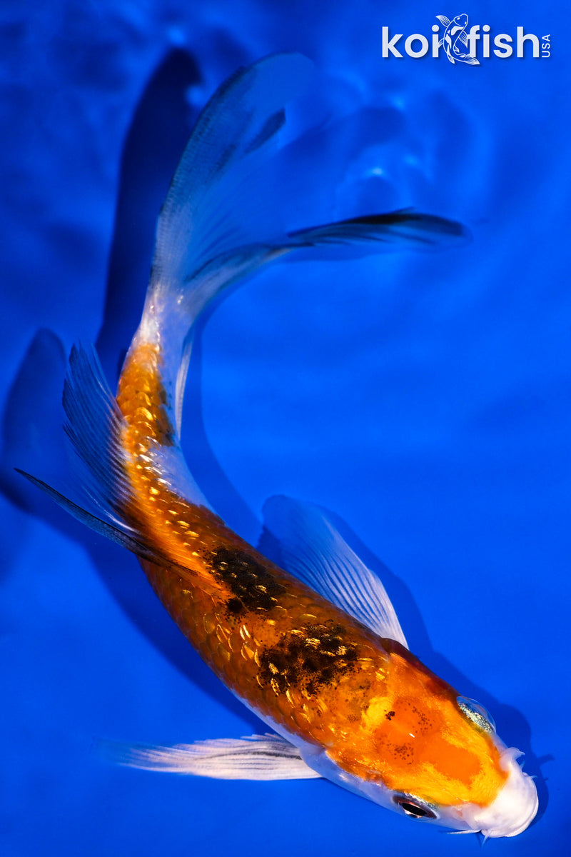 5.5" GINRIN YAMATO NISHIKI BUTTERFLY