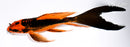 8" ORENJI MATSUBA BUTTERFLY