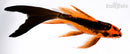 8" ORENJI MATSUBA BUTTERFLY