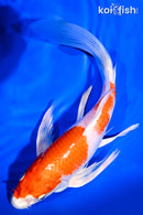 9.5" HARIWAKE BUTTERFLY
