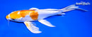 8.75" KIKUSUI BUTTERFLY