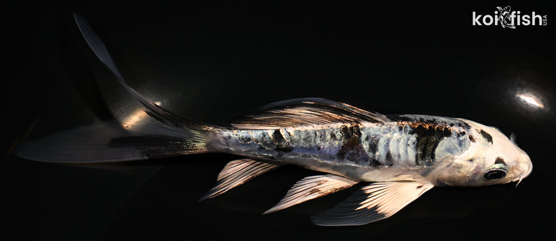 5.75" ARAGOKE GIN SHIRO BEKKO BUTTERFLY