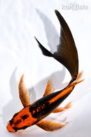 8" ORENJI MATSUBA BUTTERFLY