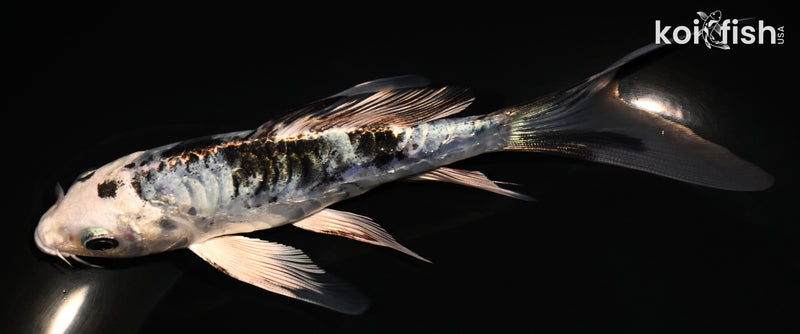 5.75" ARAGOKE GIN SHIRO BEKKO BUTTERFLY