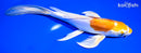 8.75" KIKUSUI BUTTERFLY