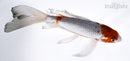 7.5" OCHIBA SHIGURE BUTTERFLY