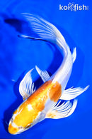 8.75" KIKUSUI BUTTERFLY