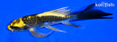 6.25" DOITSU KI MATSUBA BUTTERFLY