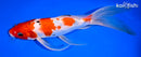 9" SANKE BUTTERFLY