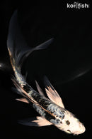 5.75" ARAGOKE GIN SHIRO BEKKO BUTTERFLY