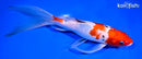 9" SANKE BUTTERFLY