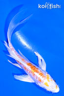 4.5" KIKUSUI BUTTERFLY