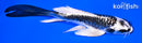 5.75" KIKOKURYU BUTTERFLY