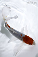 7.5" OCHIBA SHIGURE BUTTERFLY