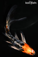 5.25" ARAGOKE HEISEI NISHIKI BUTTERFLY