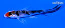 4" YAMATO NISHIKI BUTTERFLY