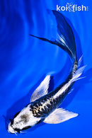 5.75" KIKOKURYU BUTTERFLY