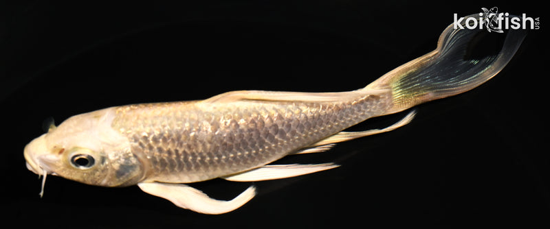 5.25" GINRIN CREAMY OGON BUTTERFLY