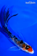 4" YAMATO NISHIKI BUTTERFLY